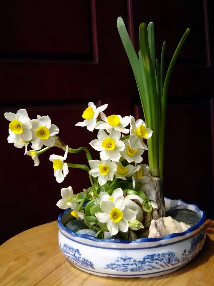 水仙对光照的要求,水仙施肥的正确方法