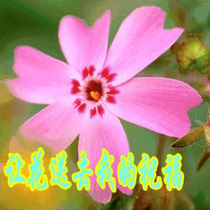 我把幸福送给你,11月快乐我把祝福送给你高清图片