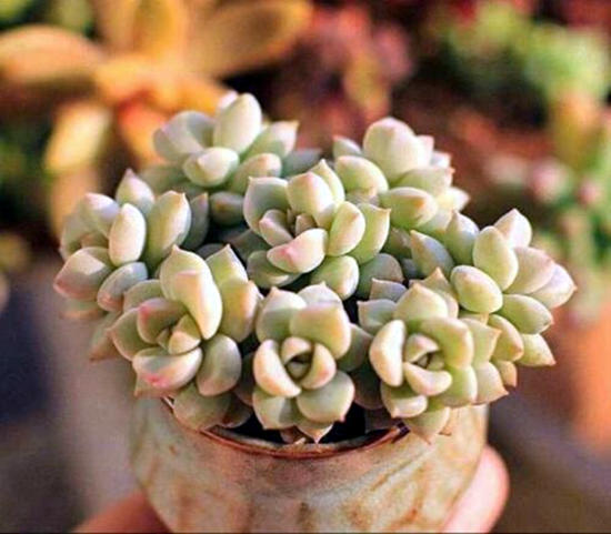 白牡丹黑腐怎么办,白牡丹太高怎么办