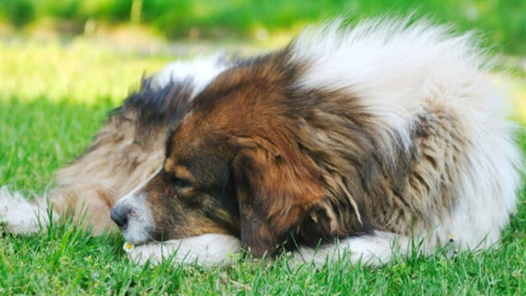 小狗得了细小能自己扛过去吗,狗狗得了细小打血清效果好吗