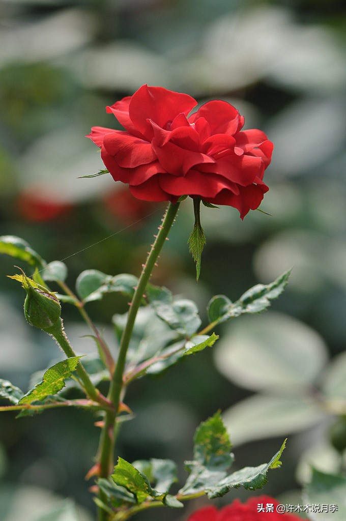 买月季还被骗？教你远离月季网购陷阱，辨别真伪拒绝蔷薇小白花