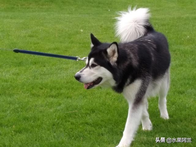 新西兰旅游攻略租车,加国自驾游攻略