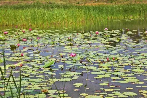 左中休闲好去处——达尔罕森林公园