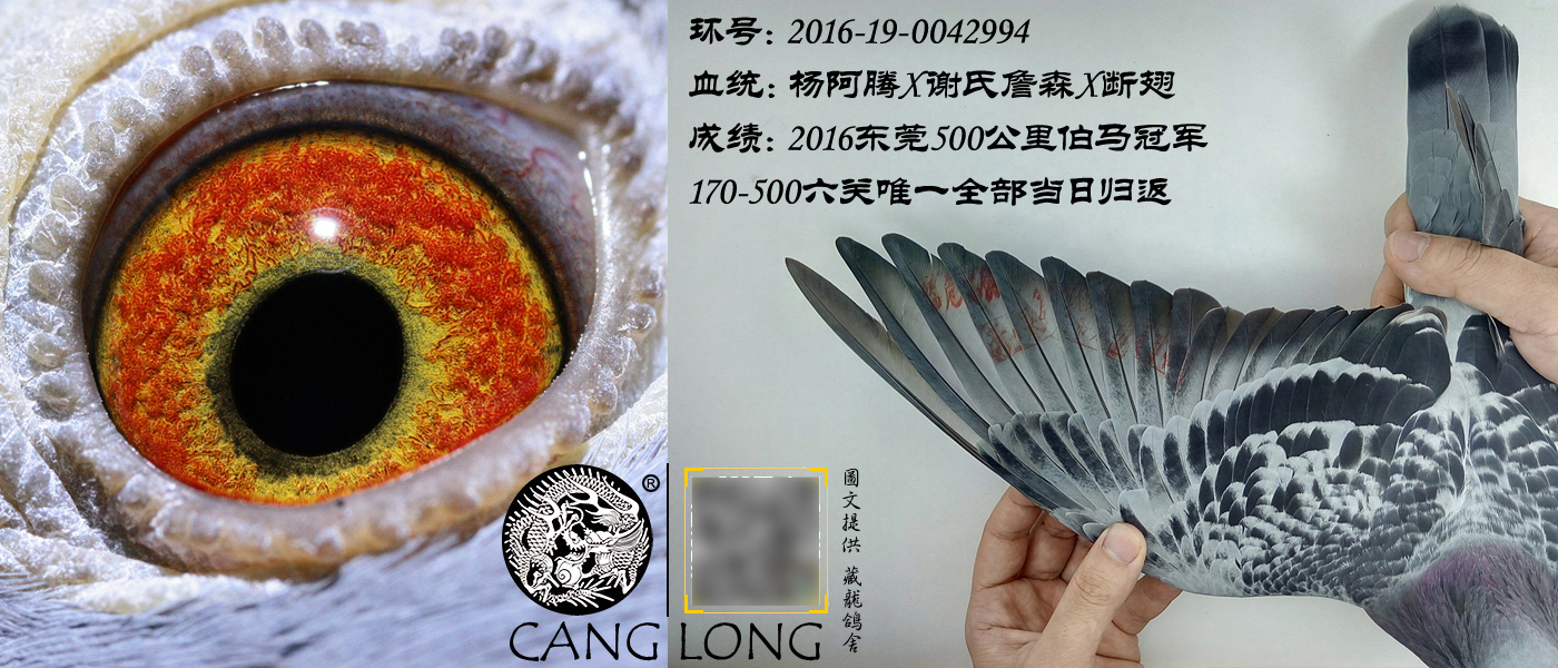 刚抓来的成年伯劳该怎么饲养,初养伯劳鸟的饲养方法