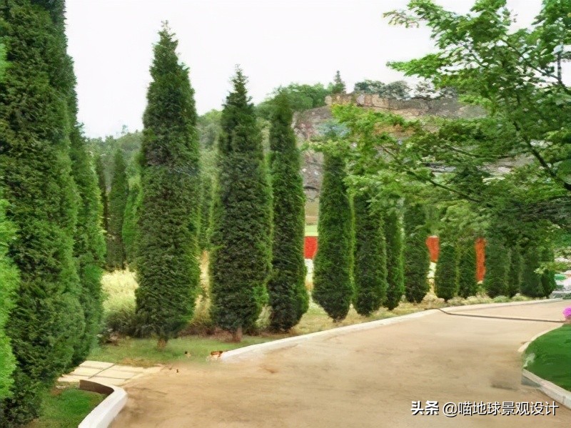 耐旱耐盐碱植物有哪些,耐盐碱的植物有哪些