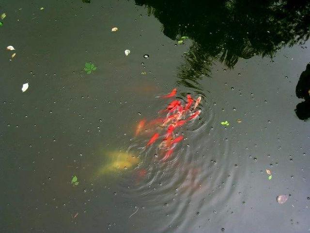 千年的鱼籽万年的草籽什么意思,千年草籽万年鱼籽是什么意思