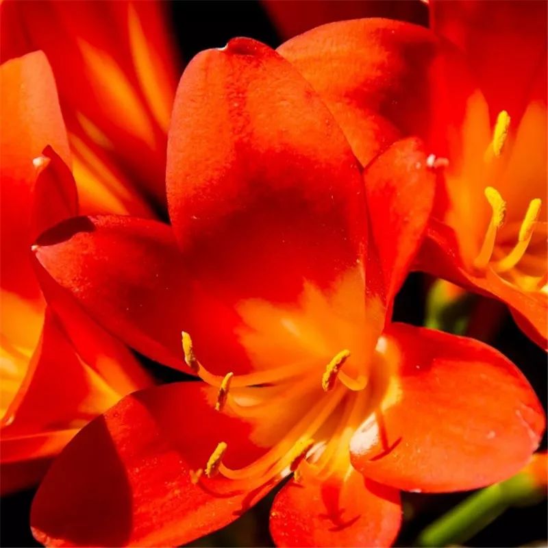 2019真实鲜花图片,2023鲜花爆款图文