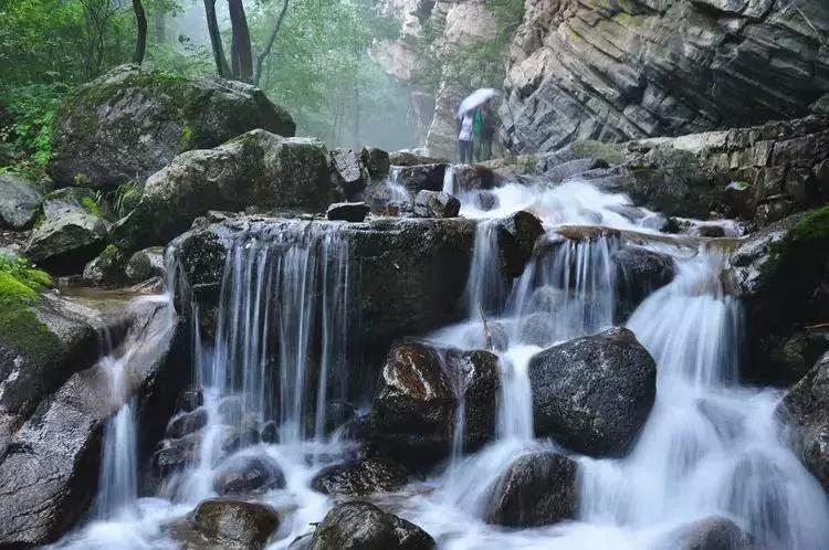 驼梁七月草原美，金莲妖娆入画里/郝贵云