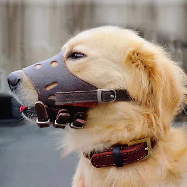 狗切除声带多久能恢复,狗声带切除教学