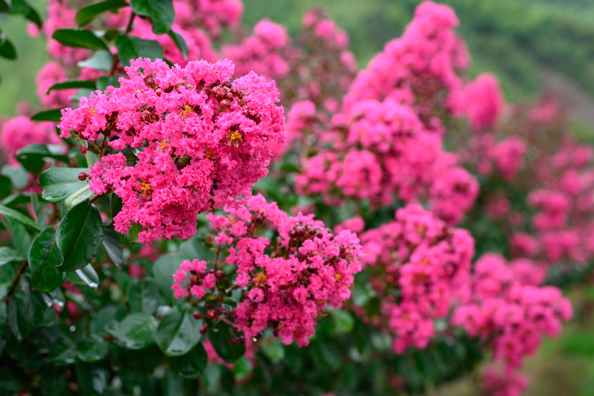 安徽宁国有哪些旅游景点,安徽宁国旅游必去十大景点有哪些