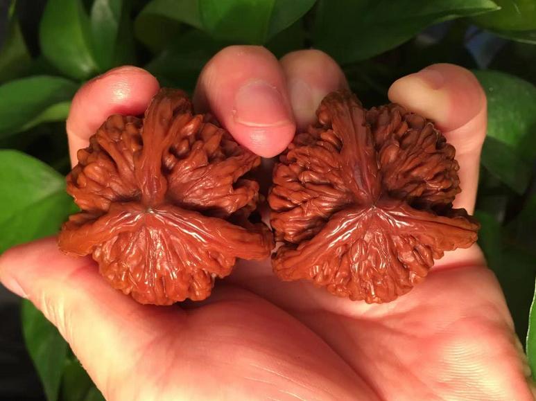 文玩核桃正确盘玩和保养方法,新入手文玩核桃需要入水吗