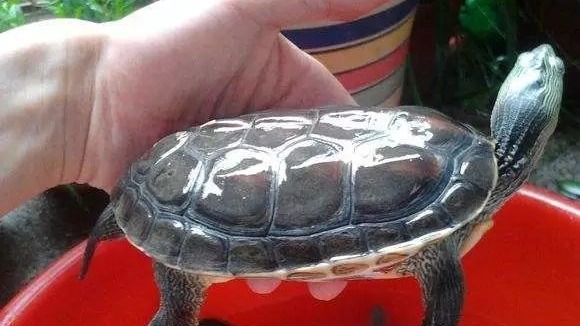 影响动物年龄鉴别的因素有哪些,影响乌龟个体差异的因素