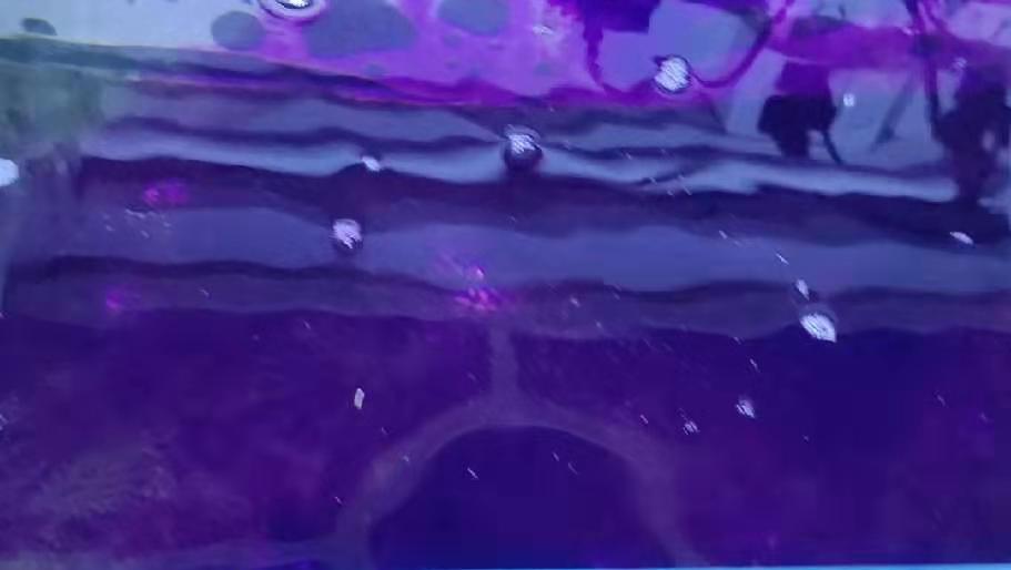 硝化细菌放进去多久有效果,放了硝化细菌多久能见效