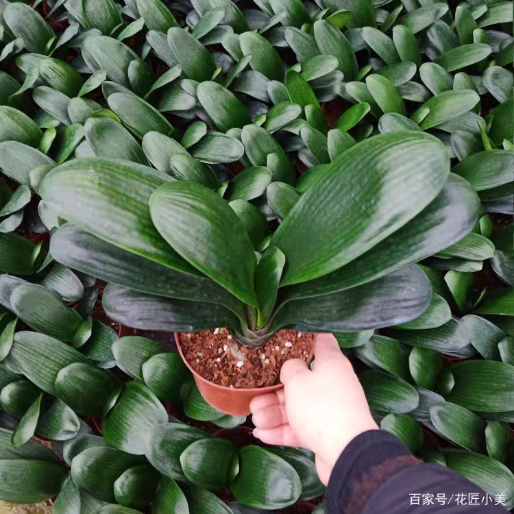 君子兰如何才能养得更茂盛,君子兰怎么养才能长直