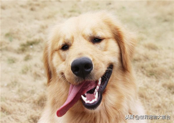 饲养金毛一个月需要多少钱,农村小金毛幼犬的饲养方法