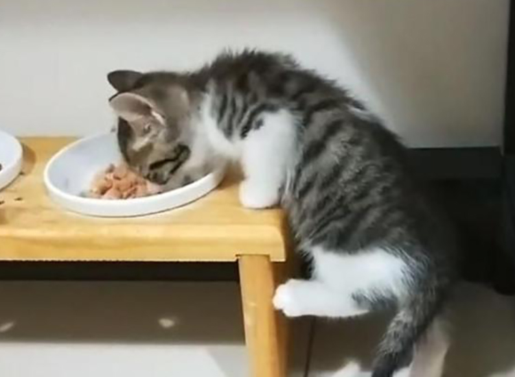 猫咪食欲不振挑食怎么办,猫咪食欲不振越来越瘦吃什么