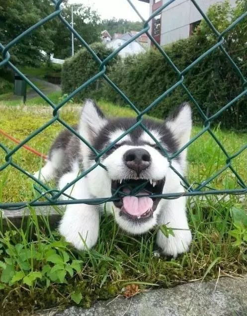 小奶狗可奶可凶,小奶狗很凶一直要咬人怎么办