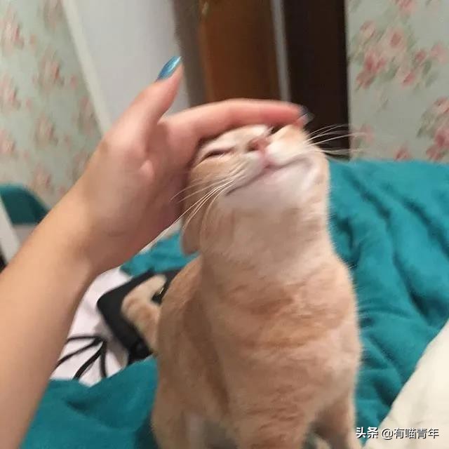 最可怕的5种猫,盘点很可怕的几种猫