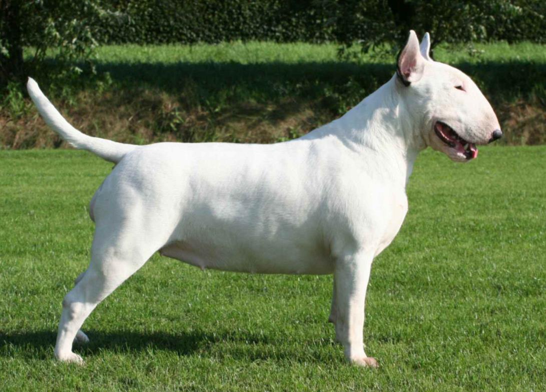 牛头梗好养吗容易病吗,牛头梗好养吗有没有体味