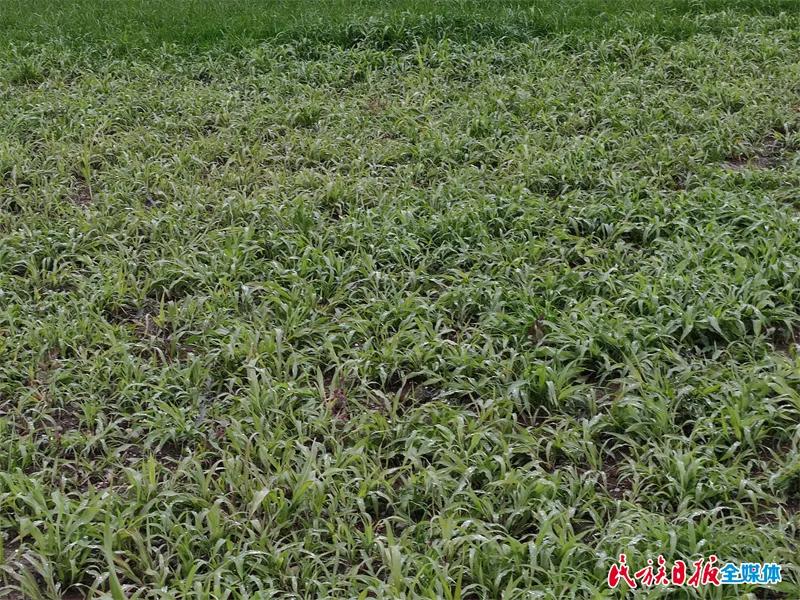 拜阿不都：向幸福一“鹿”出发