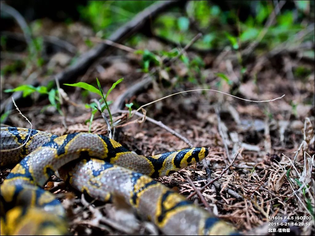 家里进蛇怎么办可以报警吗,家里进蛇找谁可以处理