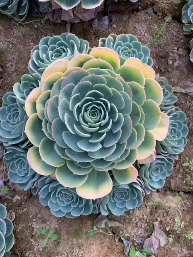 玉蝶直接种地里，个个漂亮长势好！玉蝶度夏这样做，没毛病