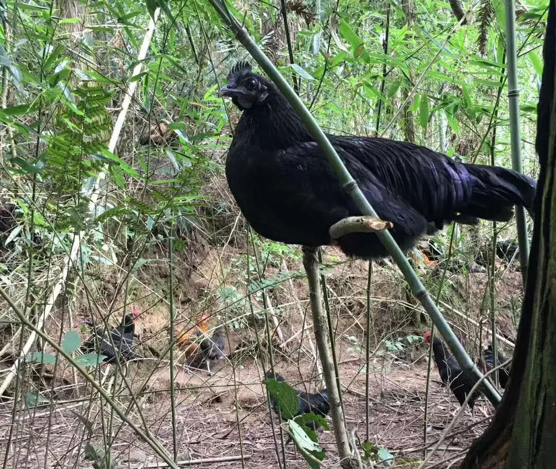 农村小伙养6000只鸡,养一万只黑鸡一年利润