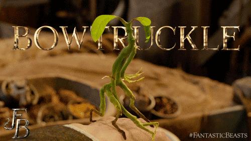 倪妮同款小猫咪,倪妮李宇春奇妙的动物