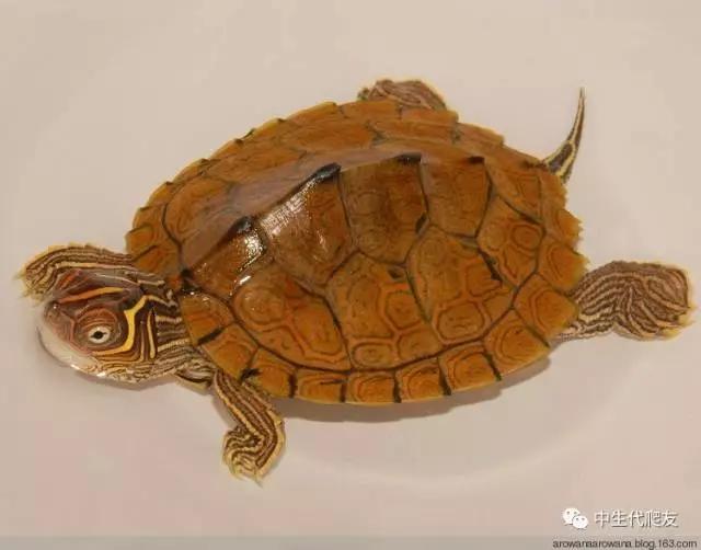 地图龟成体样子,地图龟种类及图解