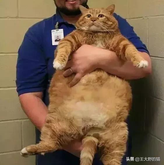 长不大的猫咪都有哪些品种,白色带渐黄短毛猫咪品种大全