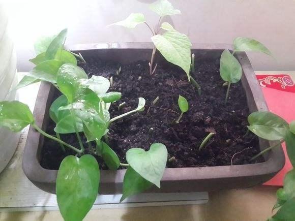 绿萝扦插方法和注意事项,绿萝的扦插方法和注意事项有哪些