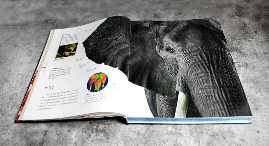 揭秘动物世界的“冷知识”,动物世界中的奇妙之处