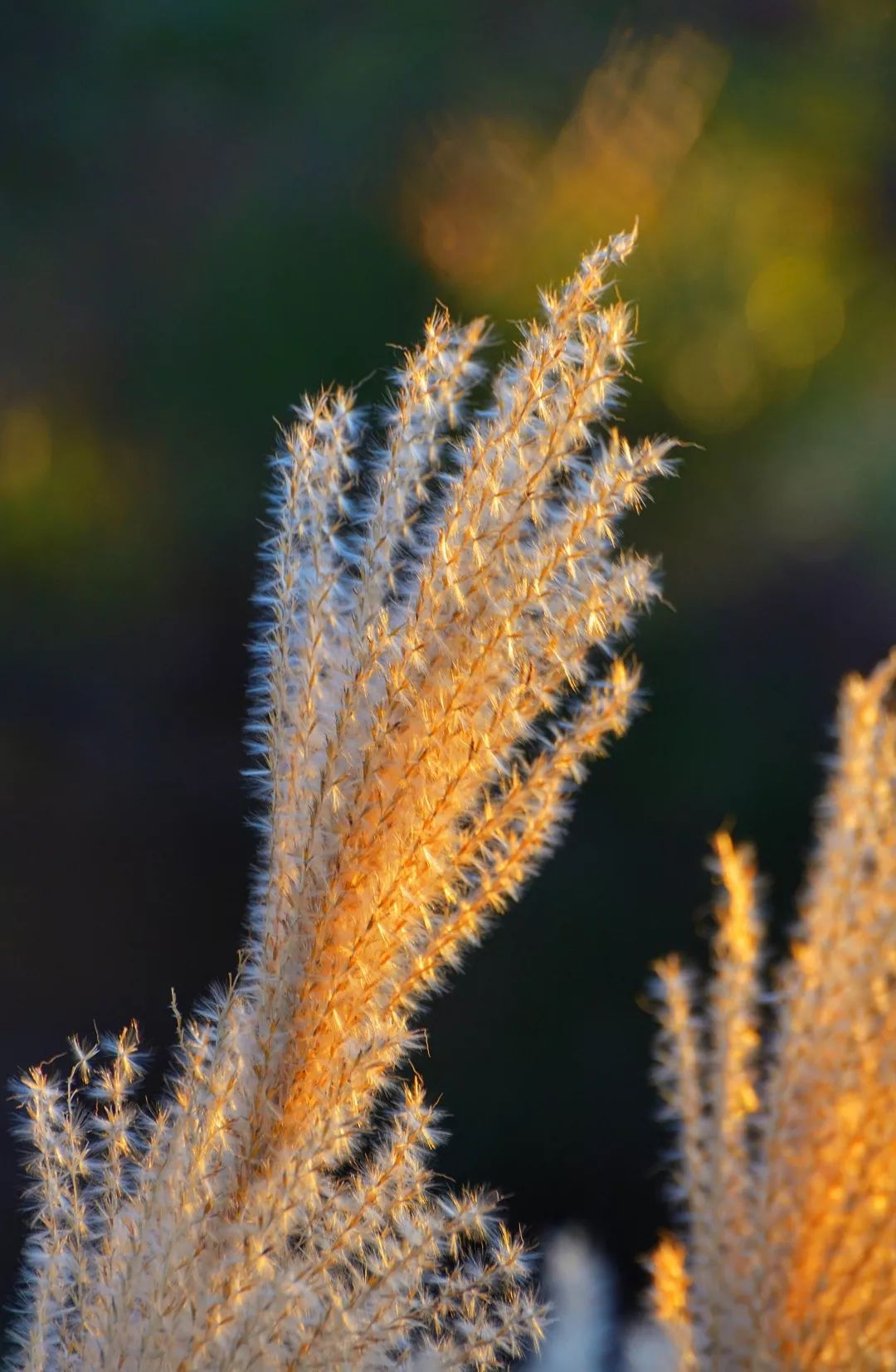 延安黄陵：醉美金秋仙遇黄陵