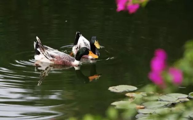 我们背诵并搜集了关于春天的古诗,描写春天的100首古诗三年级下