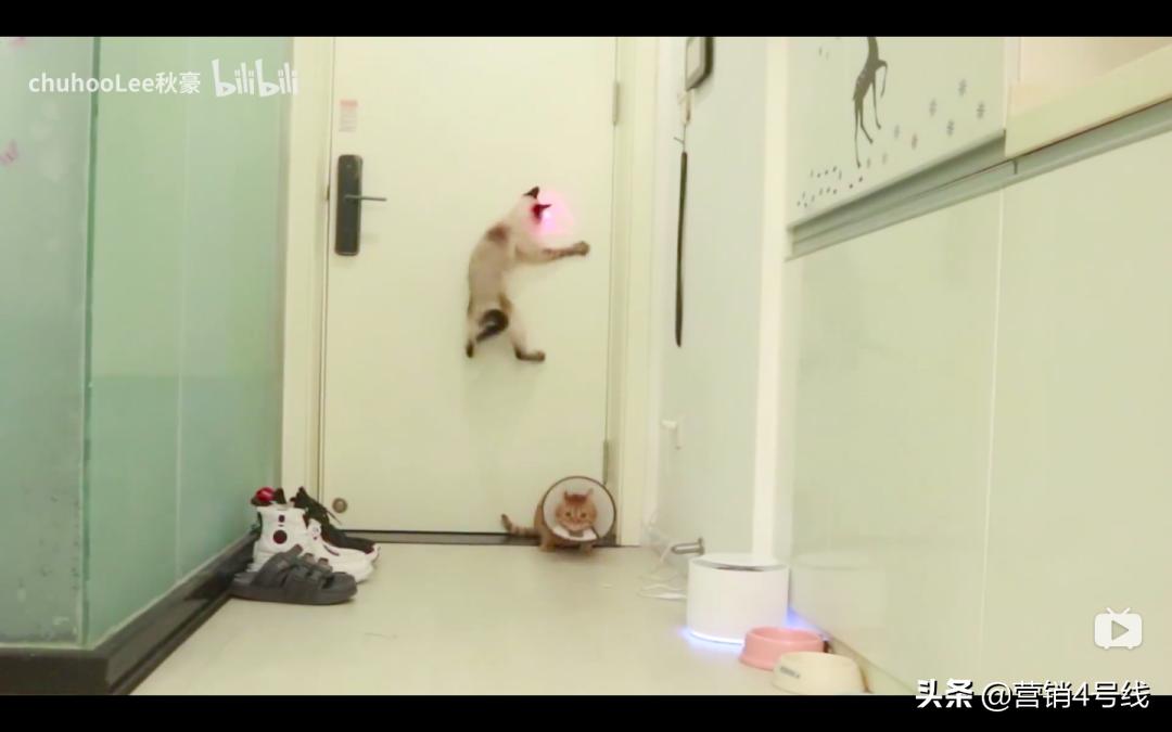 「扎堆大乱斗」还是「四两拨千斤」，顽皮宠物B站超车之路｜案例