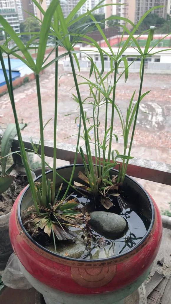 5种花不怕旱就怕涝,三种最怕缺水的花