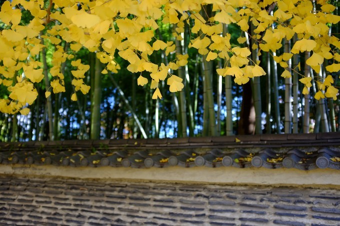 京都赏枫2022,京都赏枫必去景点有哪些好玩的