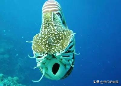 鹦鹉螺全球有多少只,鹦鹉螺世界上还存在吗