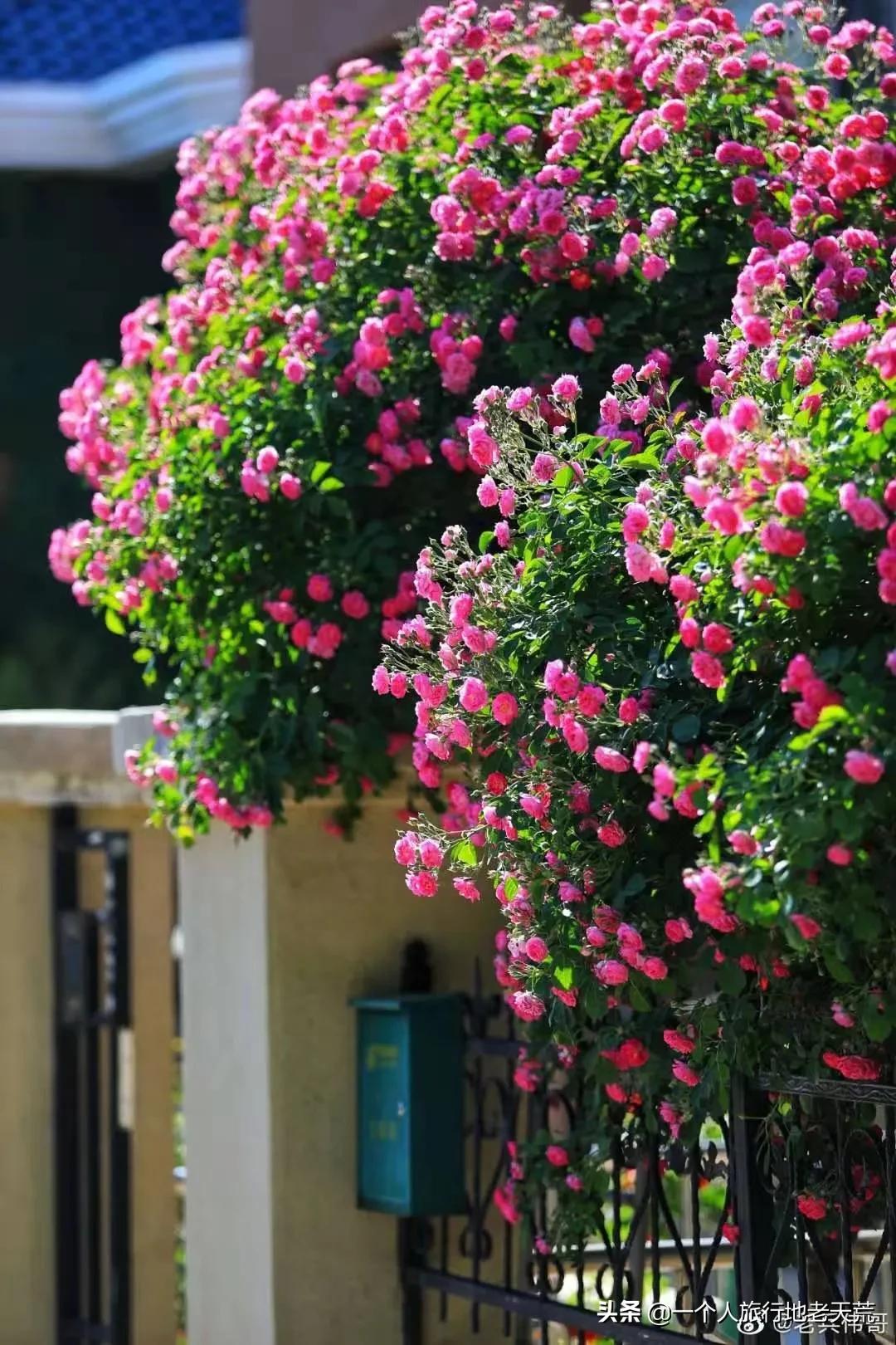 北方这座海滨老城，樱花不输日本，浪漫更胜巴黎