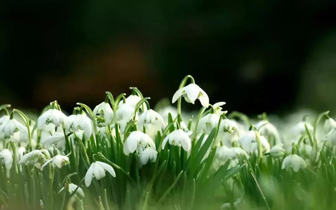 好看又好打理的庭院植物,适合小花园的景观植物