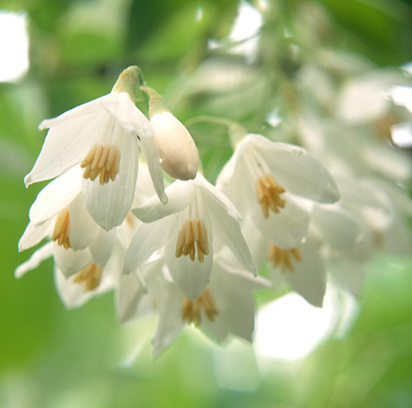 适合花园的小型树木,适合自家花园种植的树木花卉