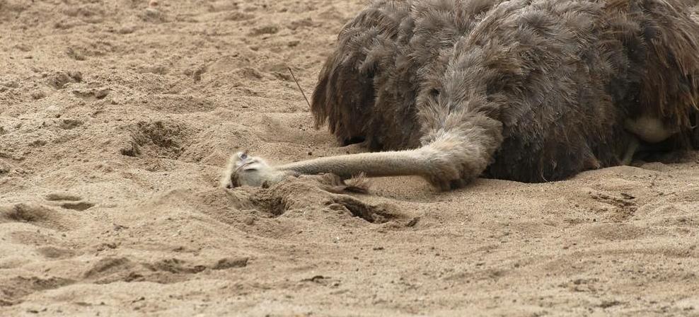 鸵鸟躲避危险的方式,鸵鸟遇到危险时会把头埋在土里吗