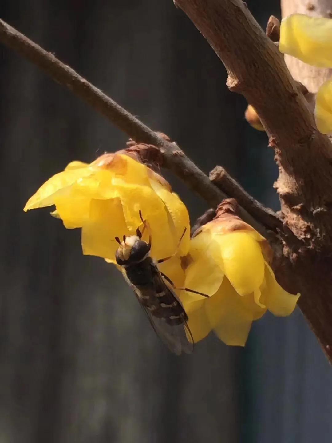 蜡梅的独特之处,腊梅之美