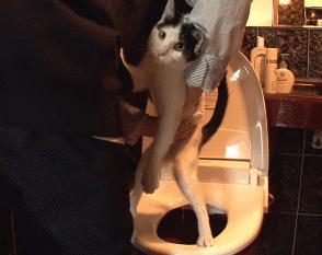 因为爱，瘫痪14年的猫咪一直在创造奇迹