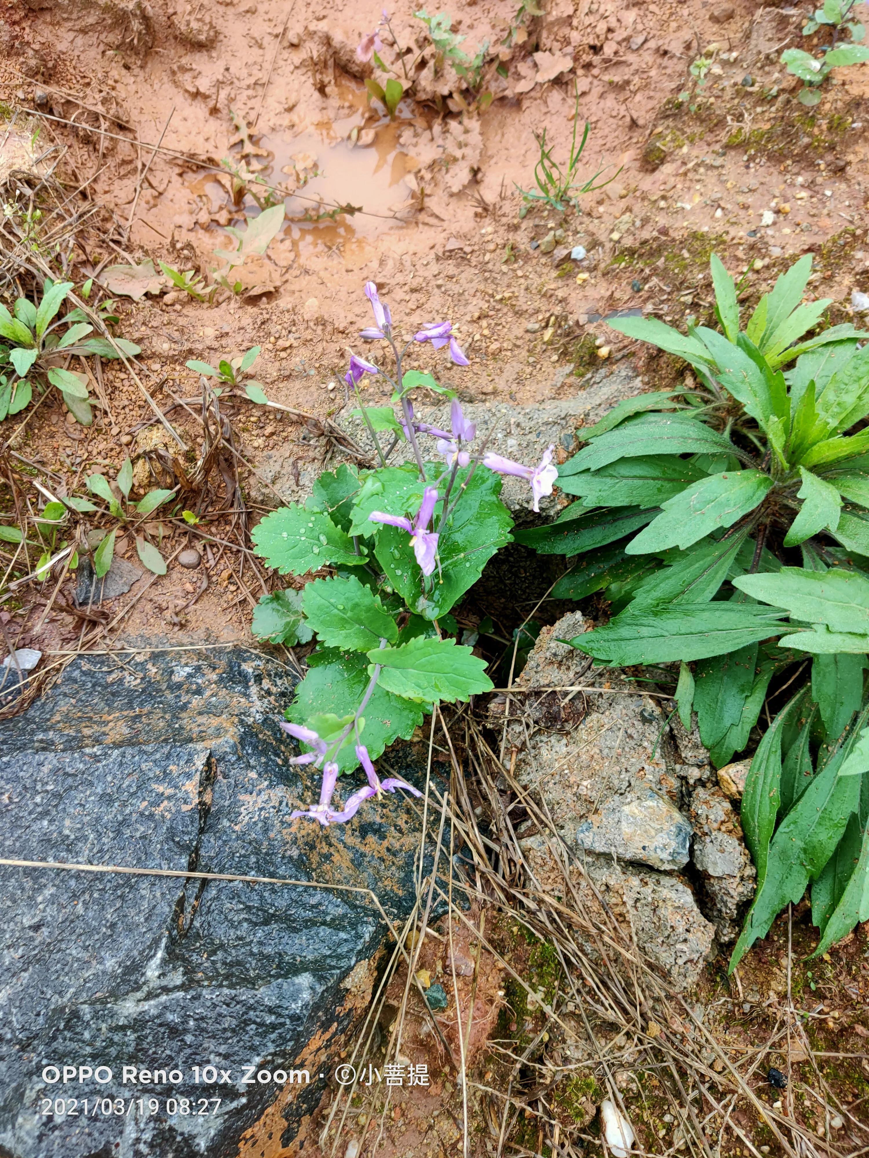 这种植物为成就蜀国屡次北伐功不可没