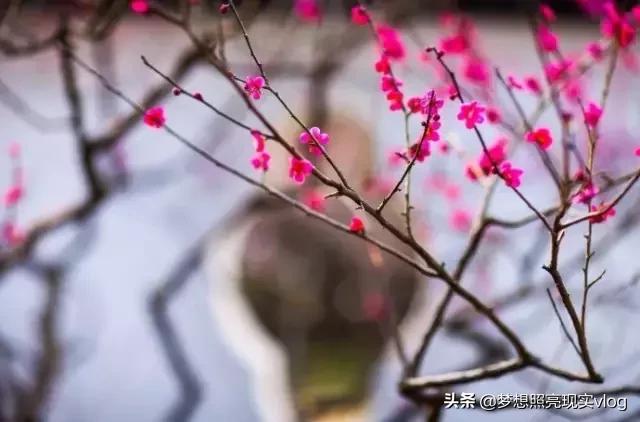 如此才华横溢的打油诗,如此才华横溢