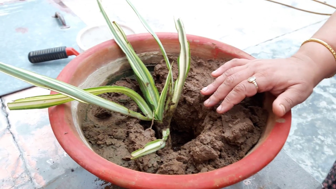 4个方法植物很容易烂根黄叶,浇水多了花枯萎了怎么救活