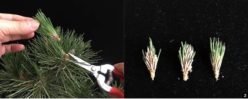 盆景造型修剪基本方法,修剪盆景树技巧