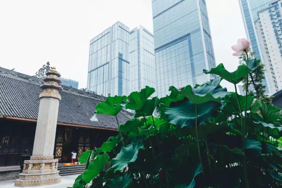 成都最美荷花池,成都荷花池有哪些