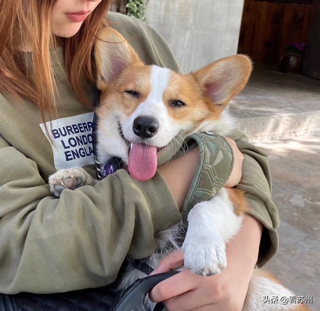 戴LV项圈、吃进口零食、住定制宾馆，网友：活得不如狗